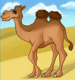 camel581628681
